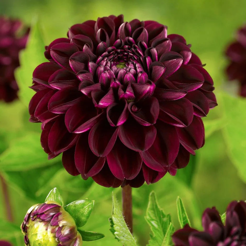 Dark Spirit Dahlia